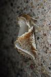 Habrosyne pyritoides