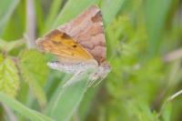 Euclidia glyphica