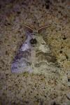 Calliteara pudibunda