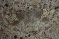 Stegania trimaculata