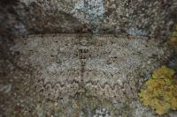 Hypomecis punctinalis