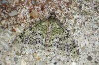 Acasis viretata