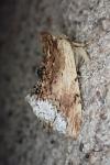 Ptilodon cucullina