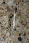 Plutella xylostella