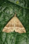 Hypena proboscidalis