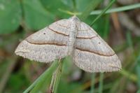 Scotopteryx luridata