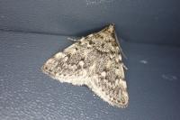 Aglossa pinguinalis