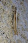 Crambus pascuella