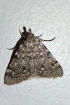 Aglossa pinguinalis