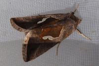 Macdunnoughia confusa