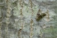Deltote pygarga