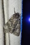 Acronicta megacephala