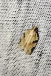 Clepsis spectrana