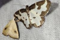 Lomaspilis marginata
