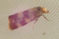 Aethes tesserana