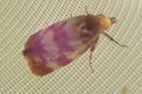 Aethes tesserana