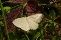 Scopula virgulata
