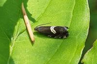 Grapholita fissana