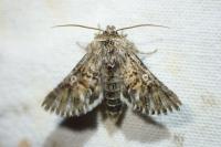 Omphalophana antirrhinii