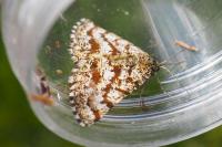 Ematurga atomaria