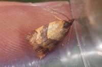 Philedone gerningana