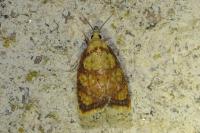 Acleris bergmanniana