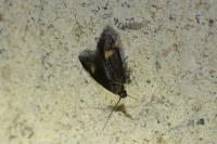 Borkhausenia minutella