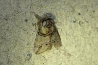 Drymonia velitaris