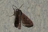 Lacanobia oleracea