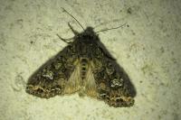 Mamestra brassicae