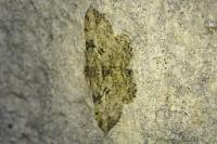 Peribatodes rhomboidaria