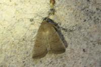 Hoplodrina ambigua / Hoplodrina blanda