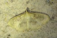 Patania ruralis