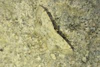 Idaea dimidiata