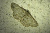 Hypomecis punctinalis