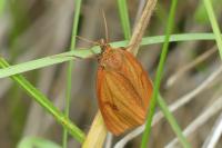 Diacrisia sannio