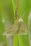 Aspitates gilvaria