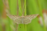 Idaea macilentaria