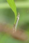 Crambus pascuella