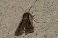 Ochropleura plecta