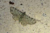 Pasiphila rectangulata
