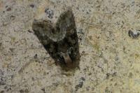 Oligia