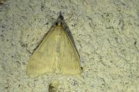 Sitochroa verticalis
