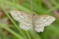 Idaea macilentaria