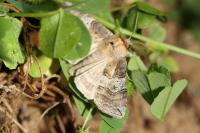 Tethea ocularis