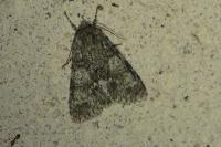 Acronicta megacephala