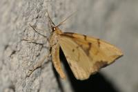 Gandaritis pyraliata