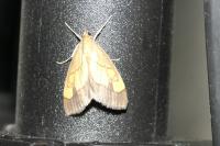 Evergestis limbata