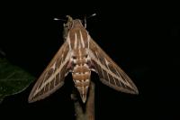 Hyles livornica