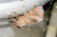 Clostera anastomosis